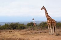 35 Rotschildgiraffe mit Jungtier