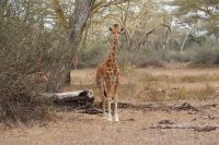 49 Rotschildgiraffen