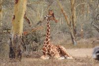 50 Rotschildgiraffen