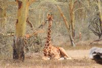 51 Rotschildgiraffen