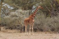 52 Rotschildgiraffen