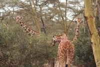 54 Rotschildgiraffen