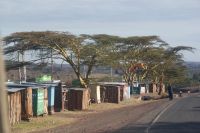 60 Gelbrindenakazien