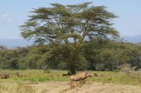 72 Lake Nakuru Nationalpark