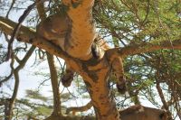 87 Löwen am Nakuru See Nationalpark