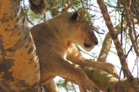 88 Löwen am Nakuru See Nationalpark