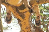 90 Löwen am Nakuru See Nationalpark