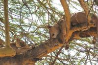 91 Löwen am Nakuru See Nationalpark