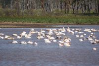 99 Pelikane am Nakuru See Nationalpark