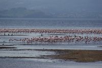 100 Flamingos am Nakuru See Nationalpark