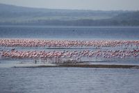 101 Flamingos am Nakuru See Nationalpark