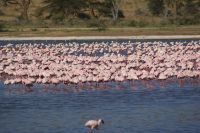 103 Flamingos am Nakuru See Nationalpark