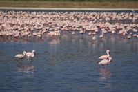104 Flamingos am Nakuru See Nationalpark