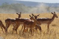 106 Impalas am Nakuru See Nationalpark