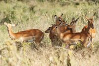 107 Impalas am Nakuru See Nationalpark