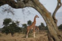 109 Nakuru See Nationalpark