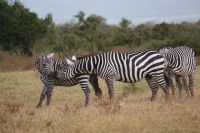 110 Nakuru See Nationalpark