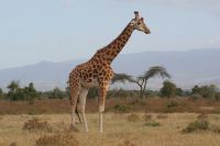 111 Nakuru See Nationalpark