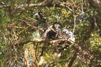 113 Colobus Affen am  Nakuru See Nationalpark