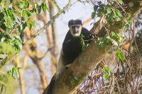 114 Colobus Affen am  Nakuru See Nationalpark