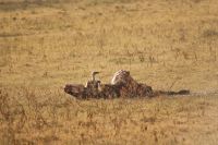 117 Büffelkadaver
