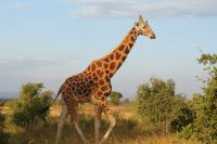 119 Nakura See Nationalpark