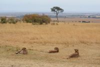 120 Geparden Masai Mara