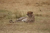 121 Geparden Masai Mara