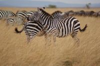 125 Zebras Masai Mara