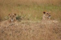 132 Löwen Masai Mara