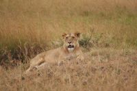 133 Löwen Masai Mara