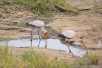 135 Nimmersatt Störche