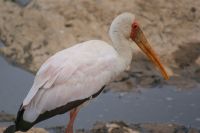 136 Nimmersatt Störche