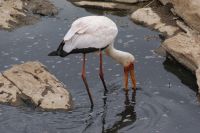 137 Nimmersatt Störche