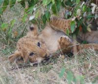 139 Löwen Masai Mara