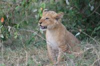 140 Löwen Masai Mara