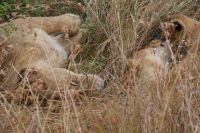 142 Löwen Masai Mara