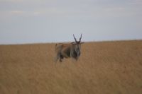143 Elen Antilopen Masai Mara