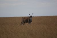 144 Elen Antilopen Masai Mara