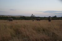 147 Elefanten am Morgen