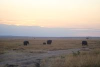 149 Morgenstimmung Masai Mara