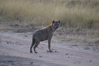 151 Morgenstimmung Masai Mara