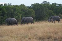 153 Morgenstimmung Masai Mara