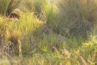 157 Leopard und Beute