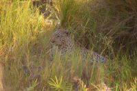 158 Leopard und Beute