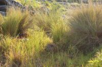 159 Leopard und Beute