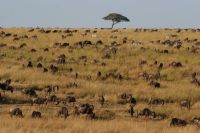 160 Unzählige Gnus in der Masai Mara
