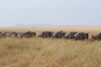 182 Gnus umranden unser Frühstück