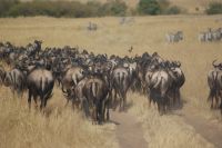 184 Unzählige Gnus auf unserer Strecke