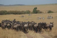 185 Unzählige Gnus auf unserer Strecke